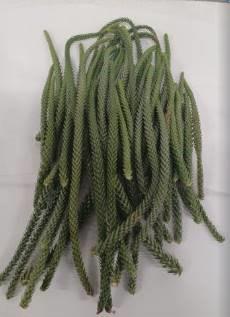 1x Ko araucaria heterophylla 30cm