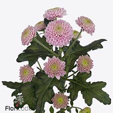 25x Chrysant san.ellison sweet 50cm