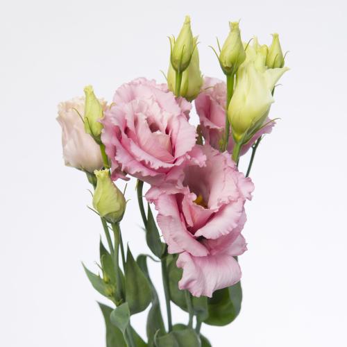 10x Eust.alissa light pink du 70cm