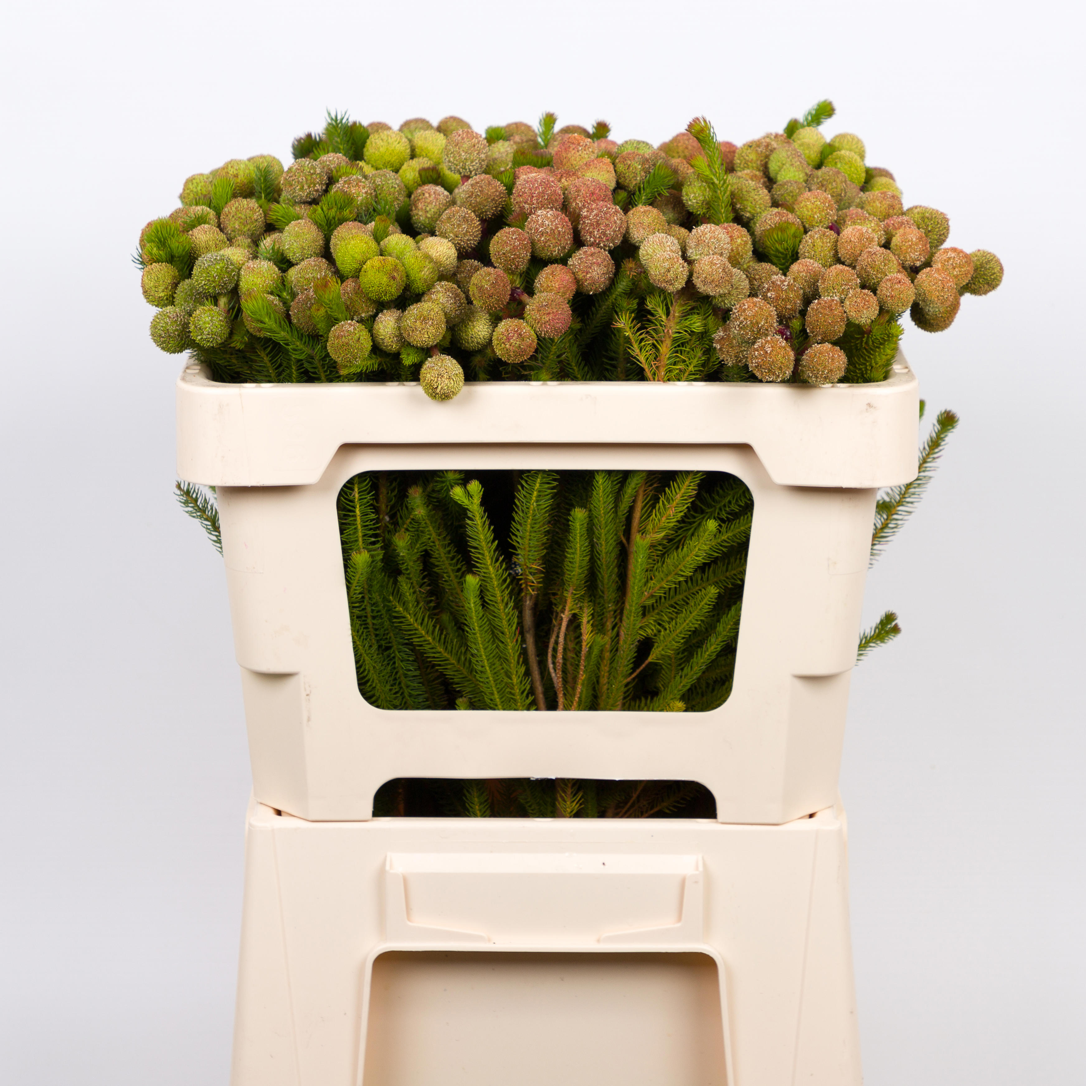10x Pg berzelia galpinii baubles 40cm