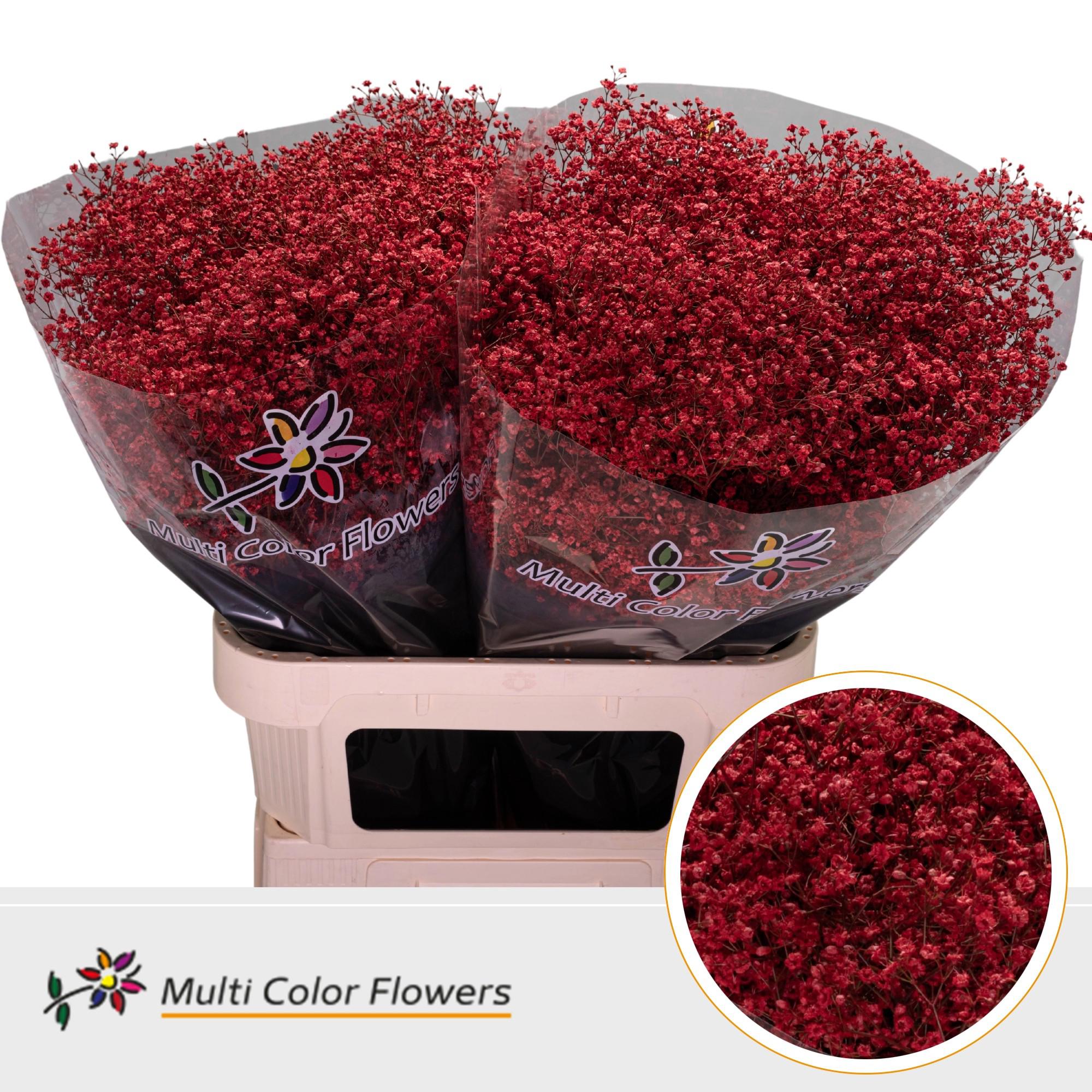 25x Gipskruid m.stars rood 80cm