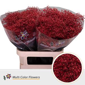 25x Gipskruid m.stars rood 80cm