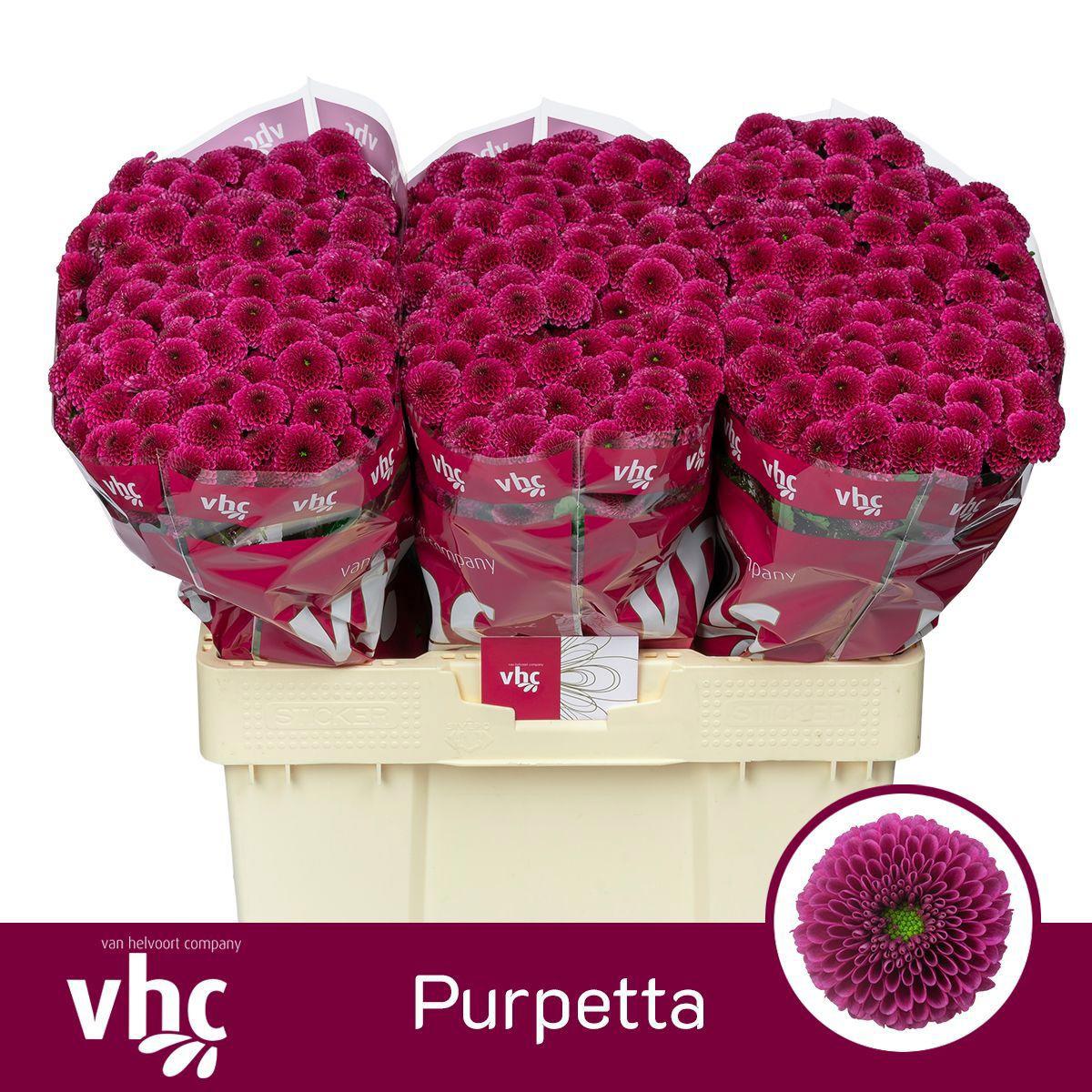 25x Chrysant san.purpetta 50cm