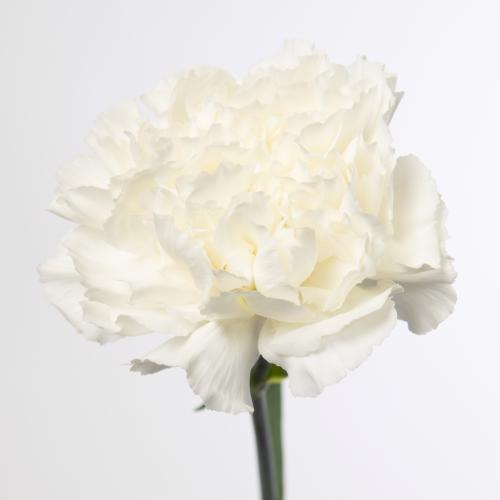 20x Dian.st.mont blanc 60cm