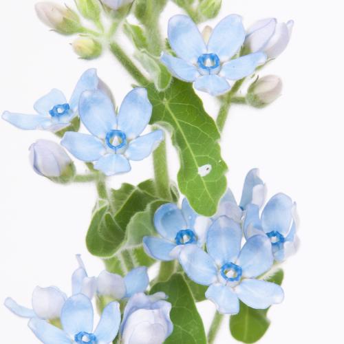25x Oxypetalum coeruleum blue 60cm