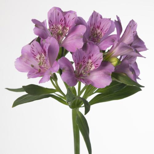 10x Alstroemeria falipo 70cm