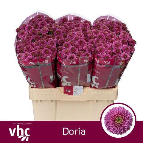 25x Chrysant san.doria 50cm