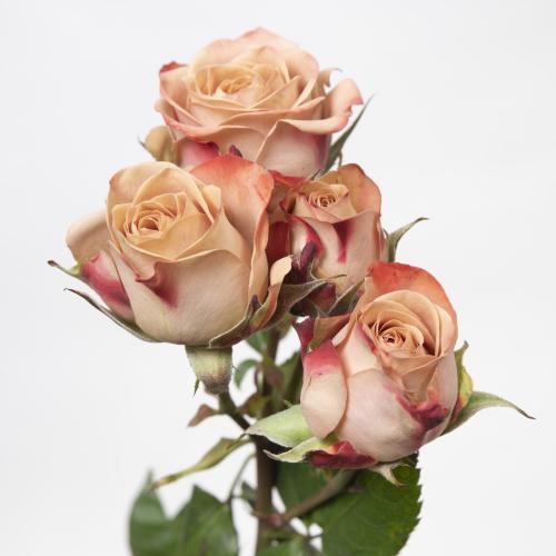 5x Rosa cappuccino 50cm