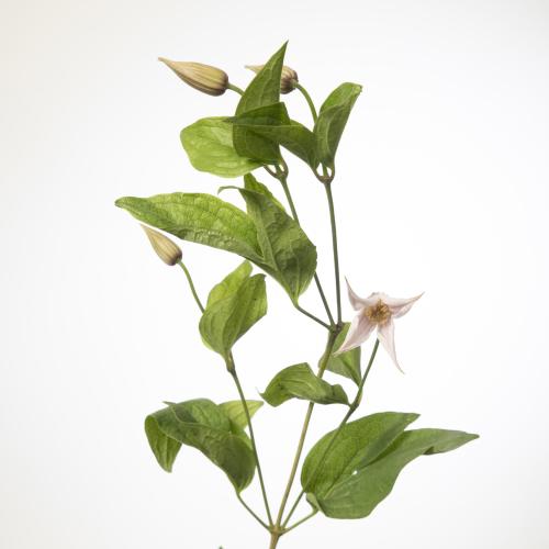 10x Clematis amazing kansas 70cm