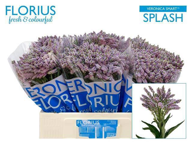 20x Veron.smart splash 60cm