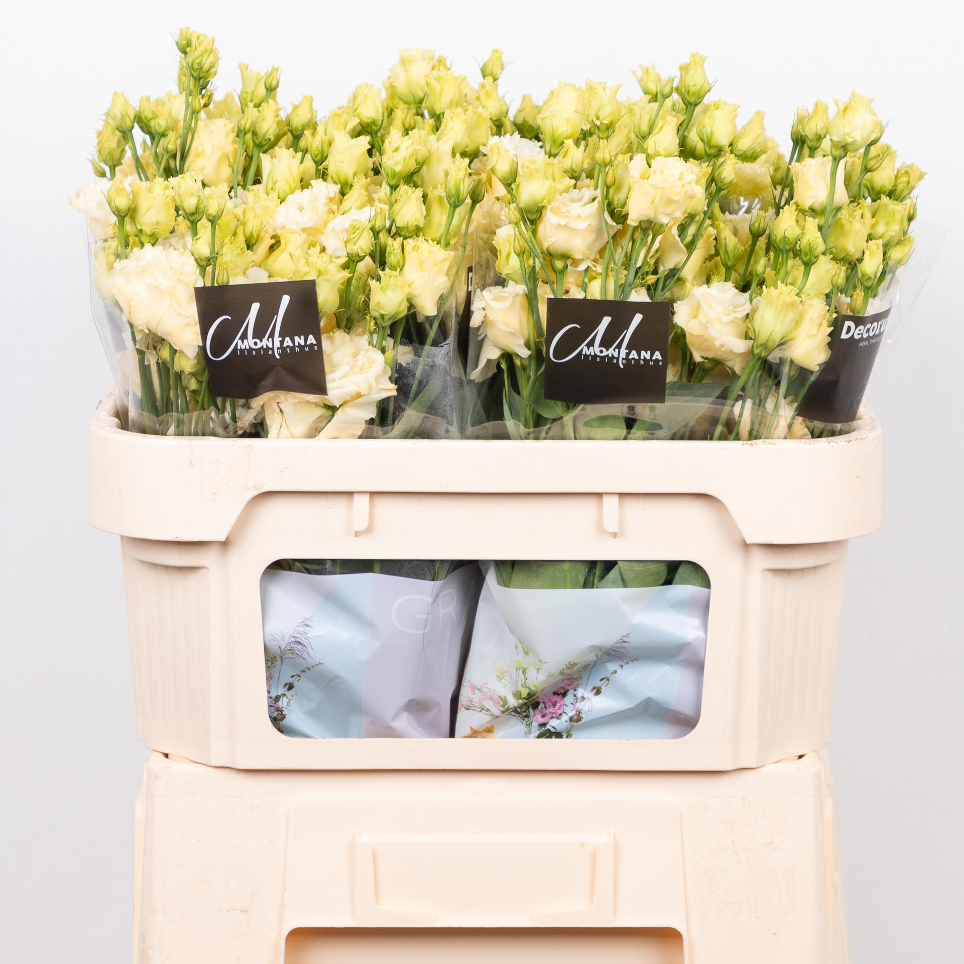10x Eust.alissa yellow du 70cm