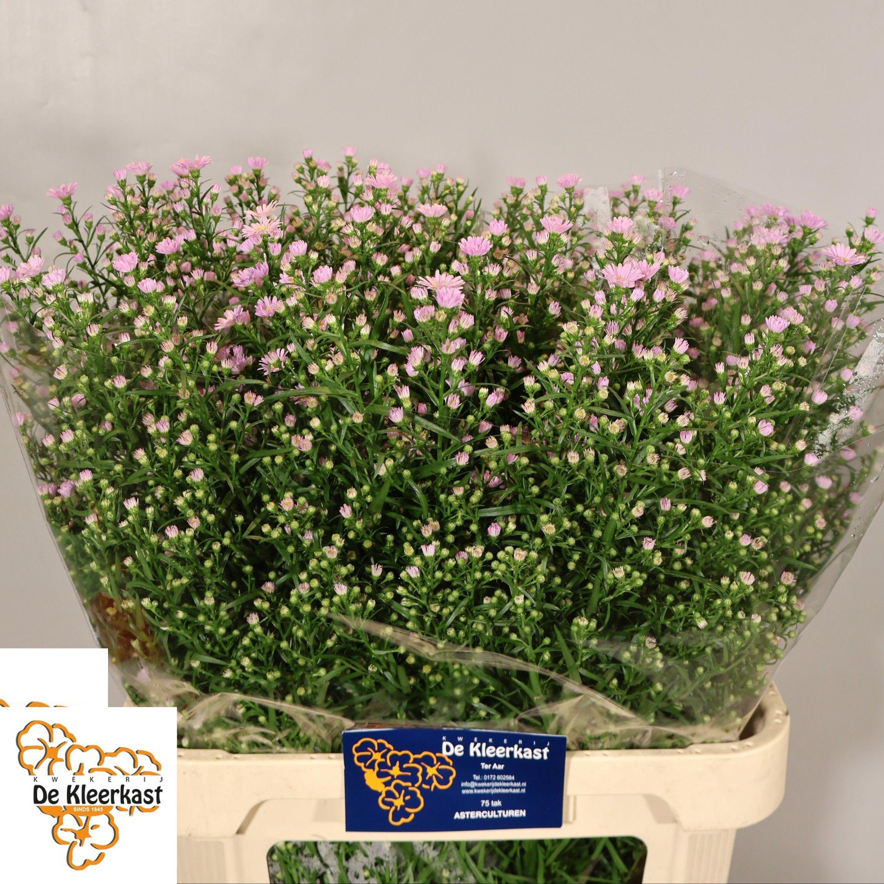 25x Aster claudia 80cm