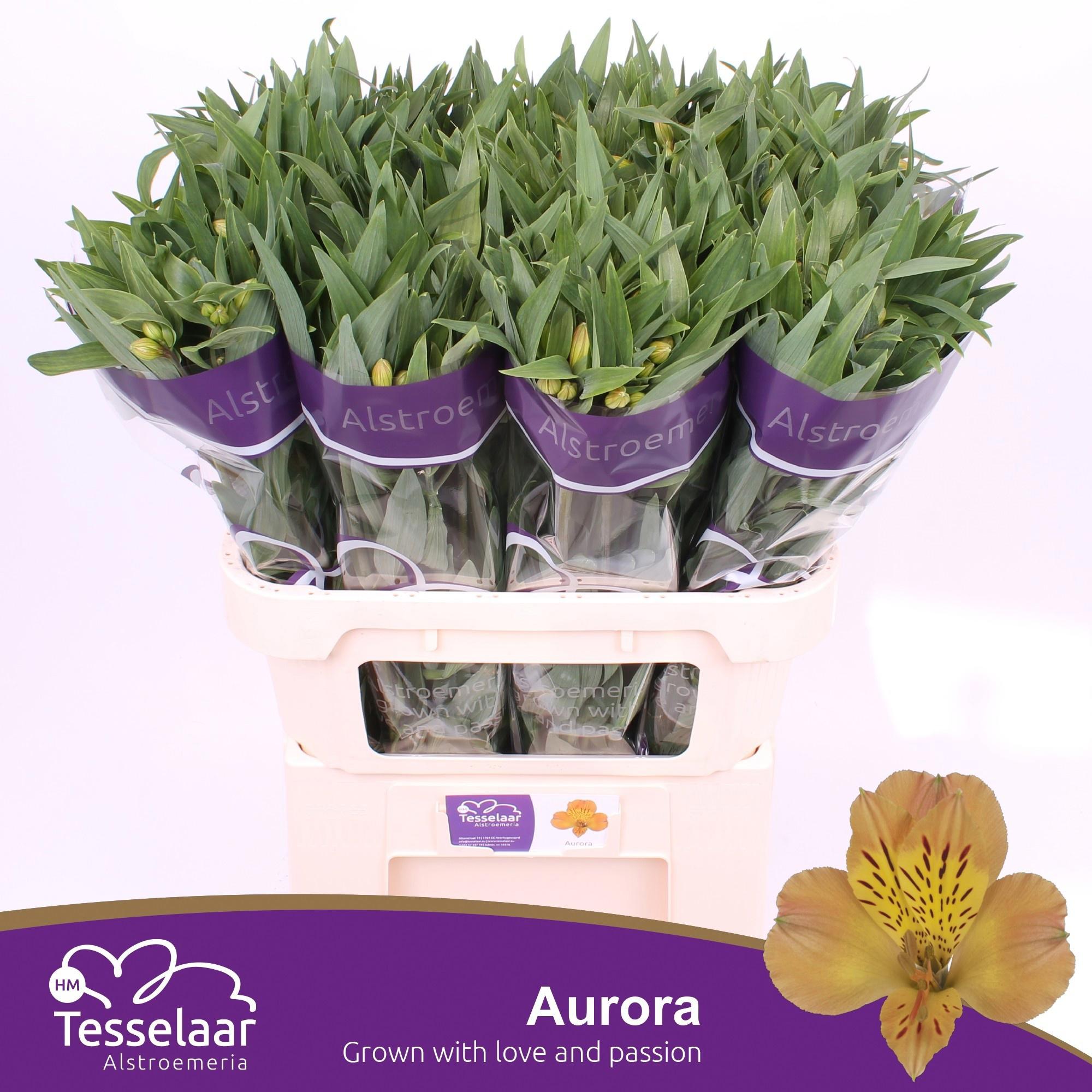 10x Alstroemeria aurora 70cm
