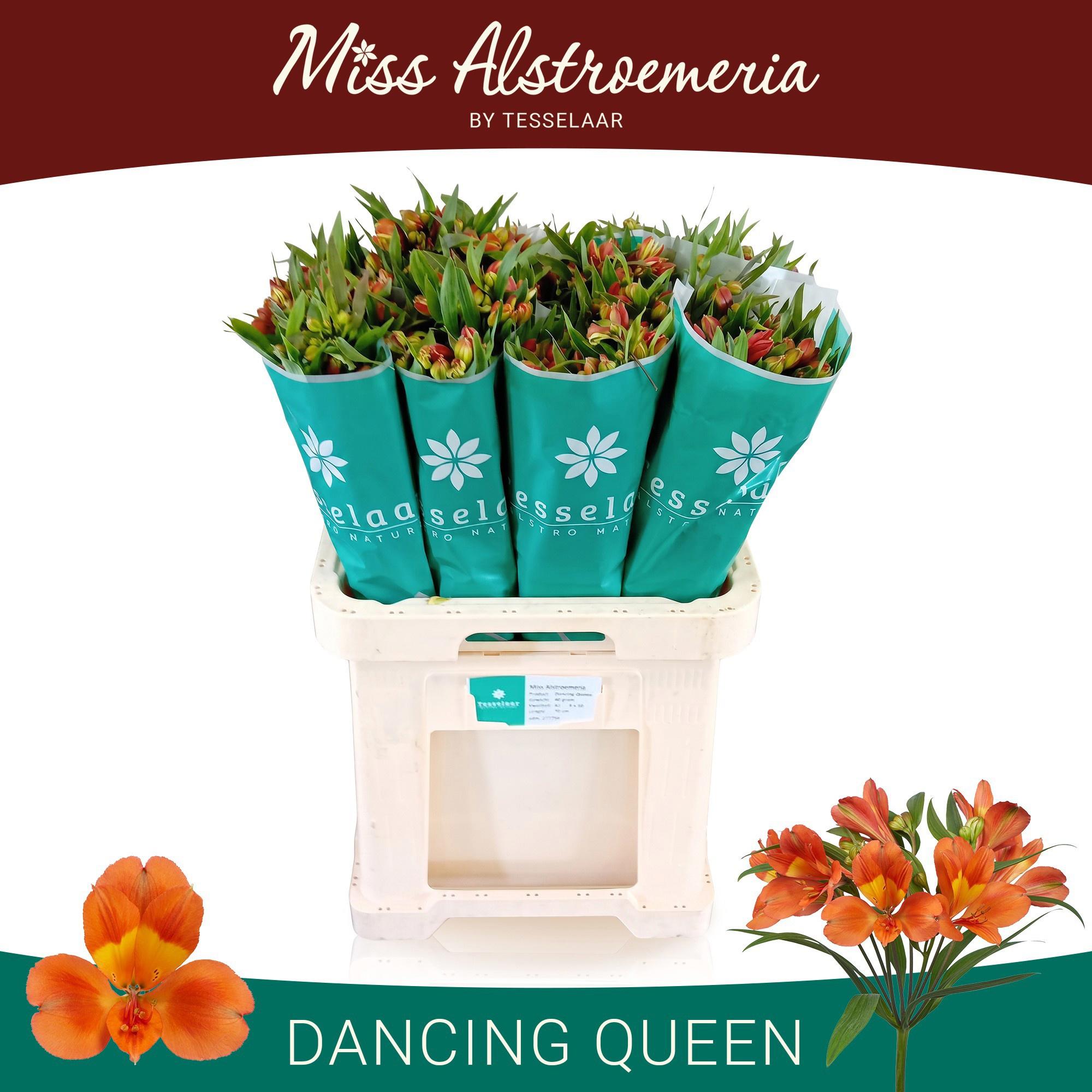 10x Alstroemeria dancing queen 70cm