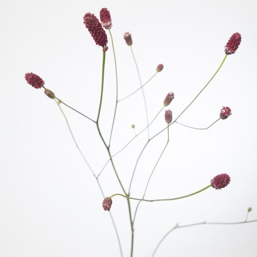 50x Sanguisorba red dream 70cm