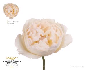 24x Rosa gard.yves piaget creme 50cm