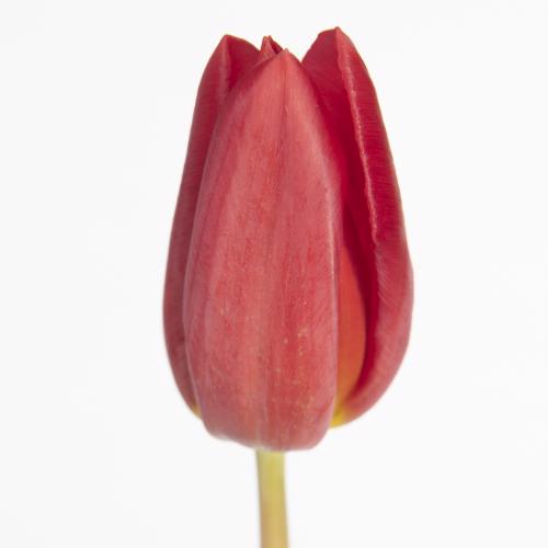 50x Tulipa strong love en 40cm