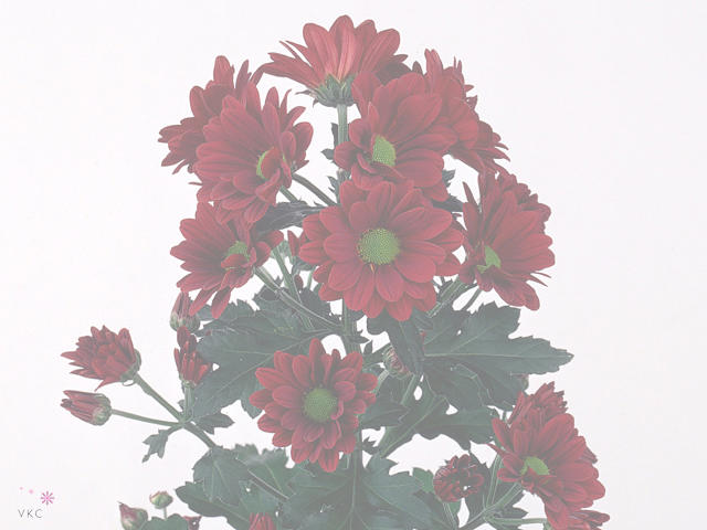 10x Chrysant - rood 70cm