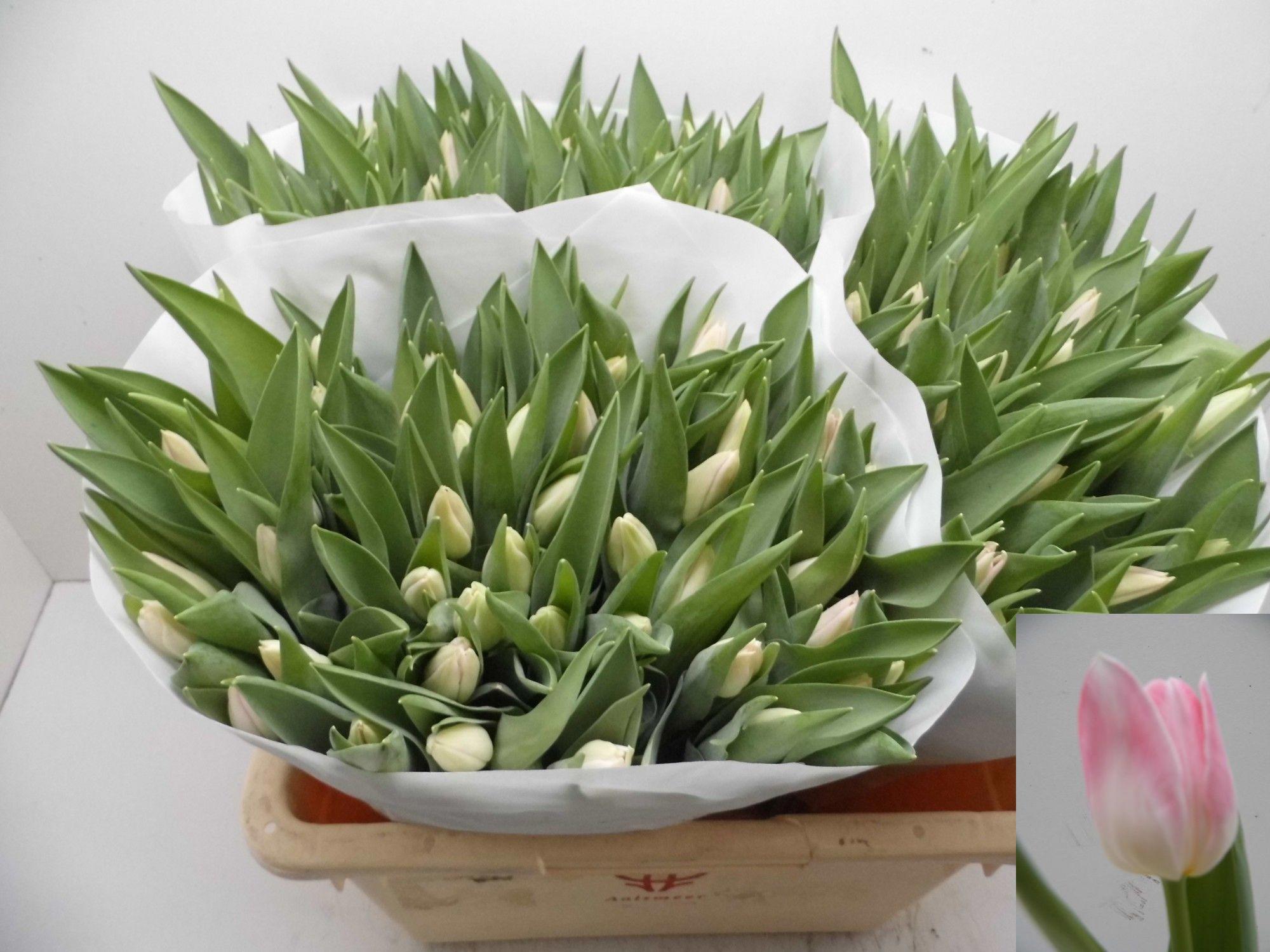 50x Tulipa dynasty en 40cm