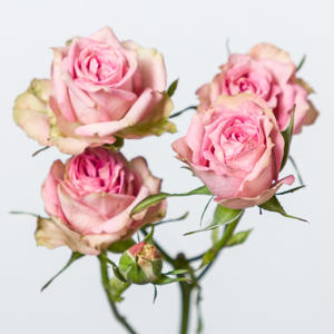 10x Rosa pepita 60cm