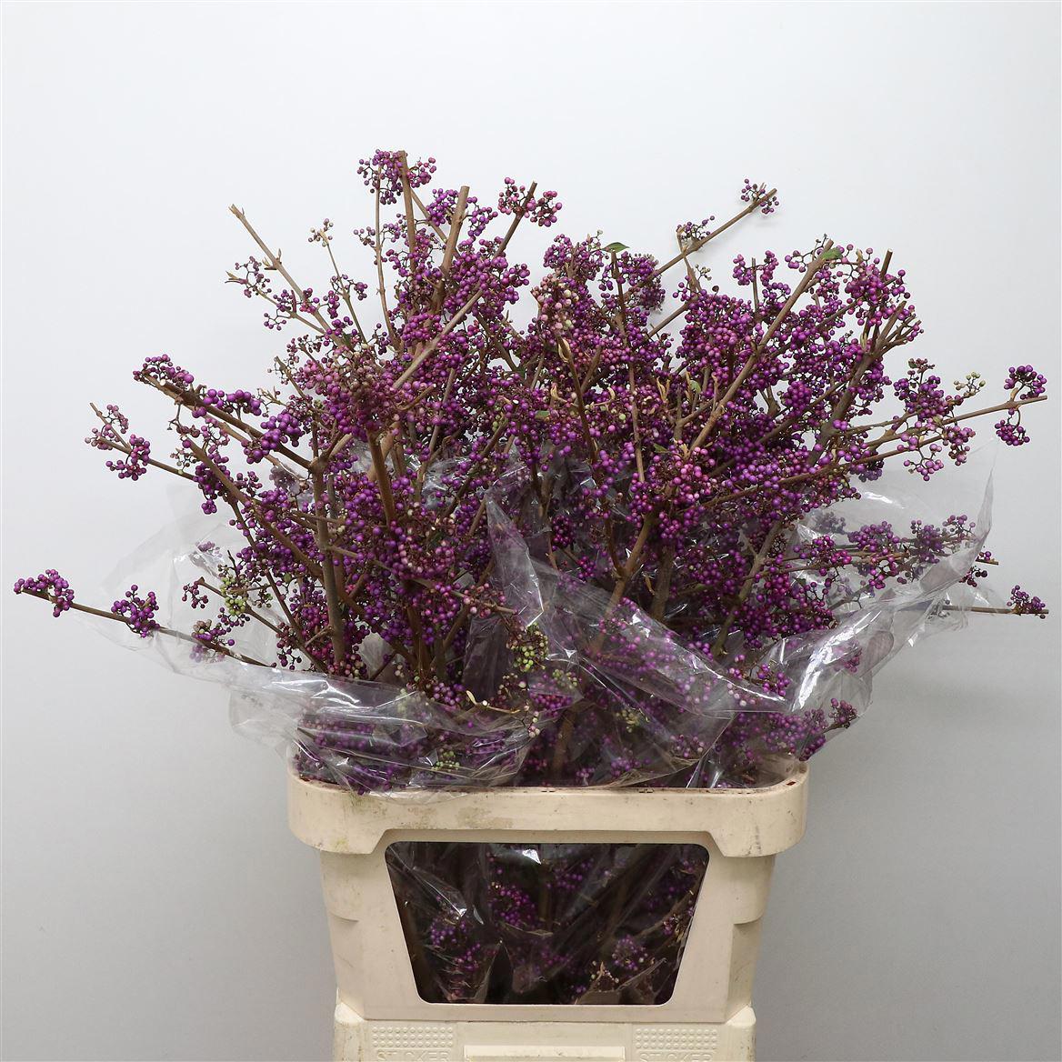 20x Callicarpa profusion 80cm