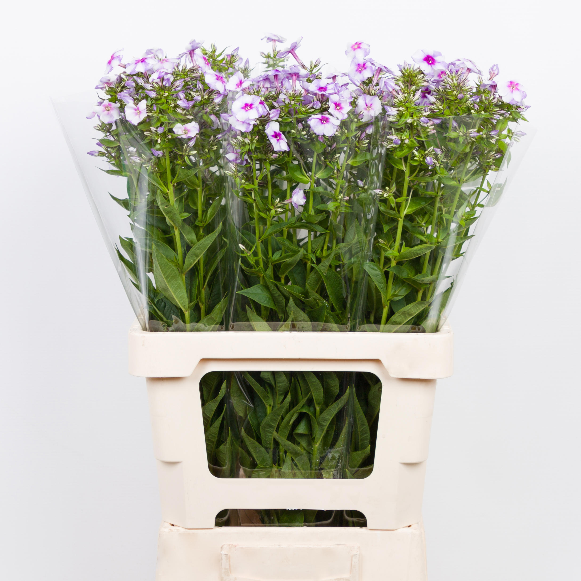 20x Phlox isabella 60cm