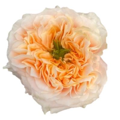 25x Rosa melon x-pression 50cm