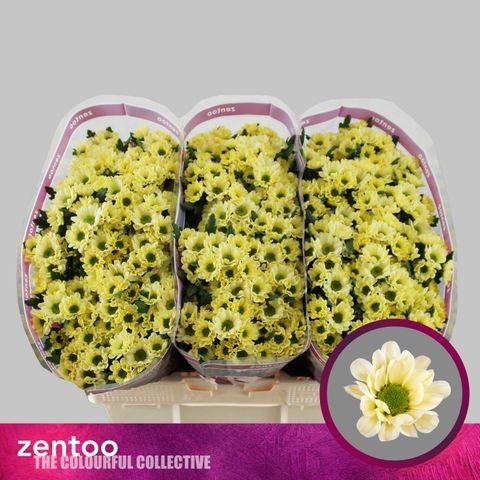 25x Chrysant san.rossi cream 50cm