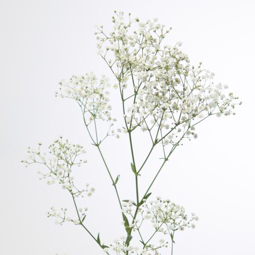 25x Gipskruid zinzi discovery 60cm