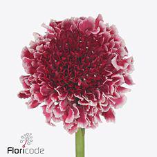 50x Scabiosa marshmallow scoop improved 60cm