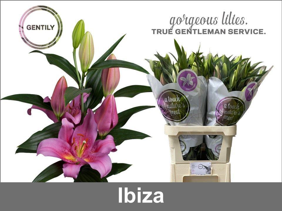 10x Lil.ibiza or 80cm