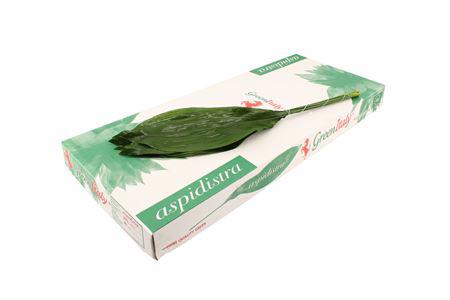 5x Sg aspidistra 80cm