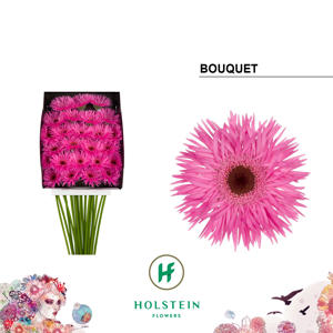 25x Germ.bouquet 70cm