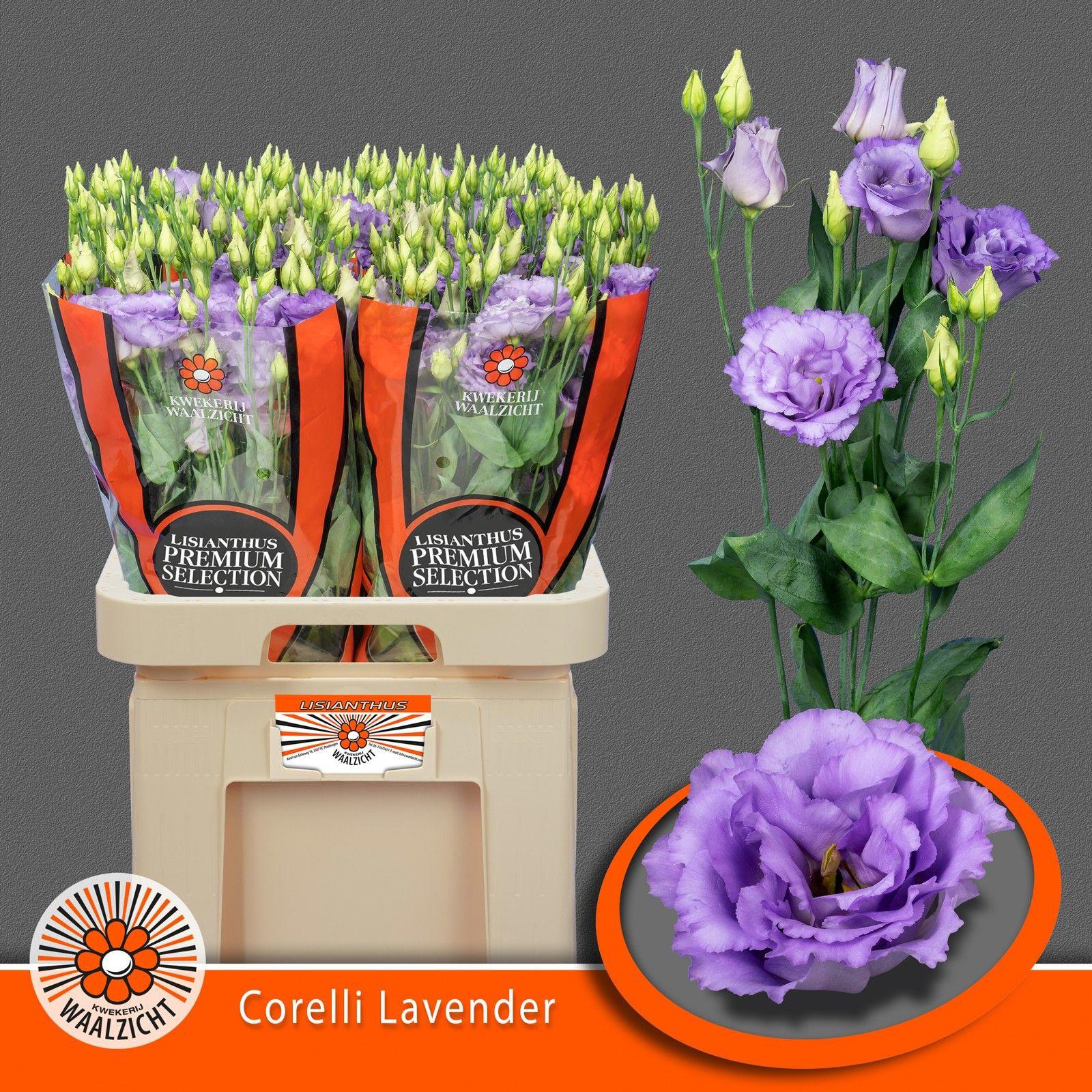 10x Eust.corelli lavender du 70cm