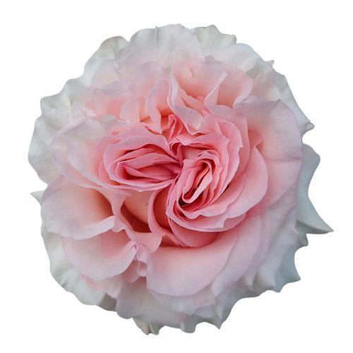 25x Rosa power puff 70cm
