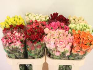60x Rosa mix var.(t) 70cm