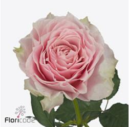 10x Rosa country spirit peonia 50cm