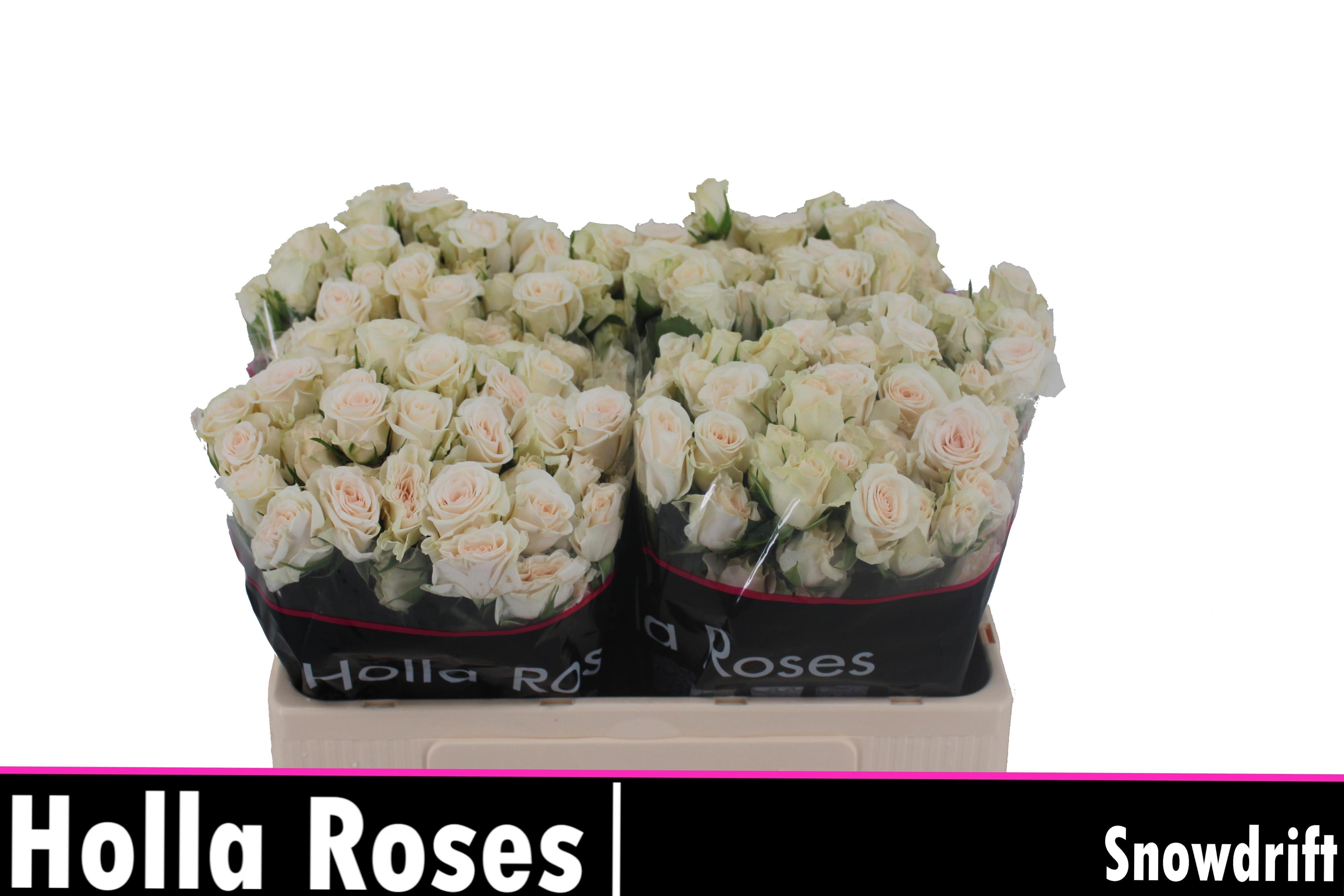 10x Rosa snowdrift 50cm