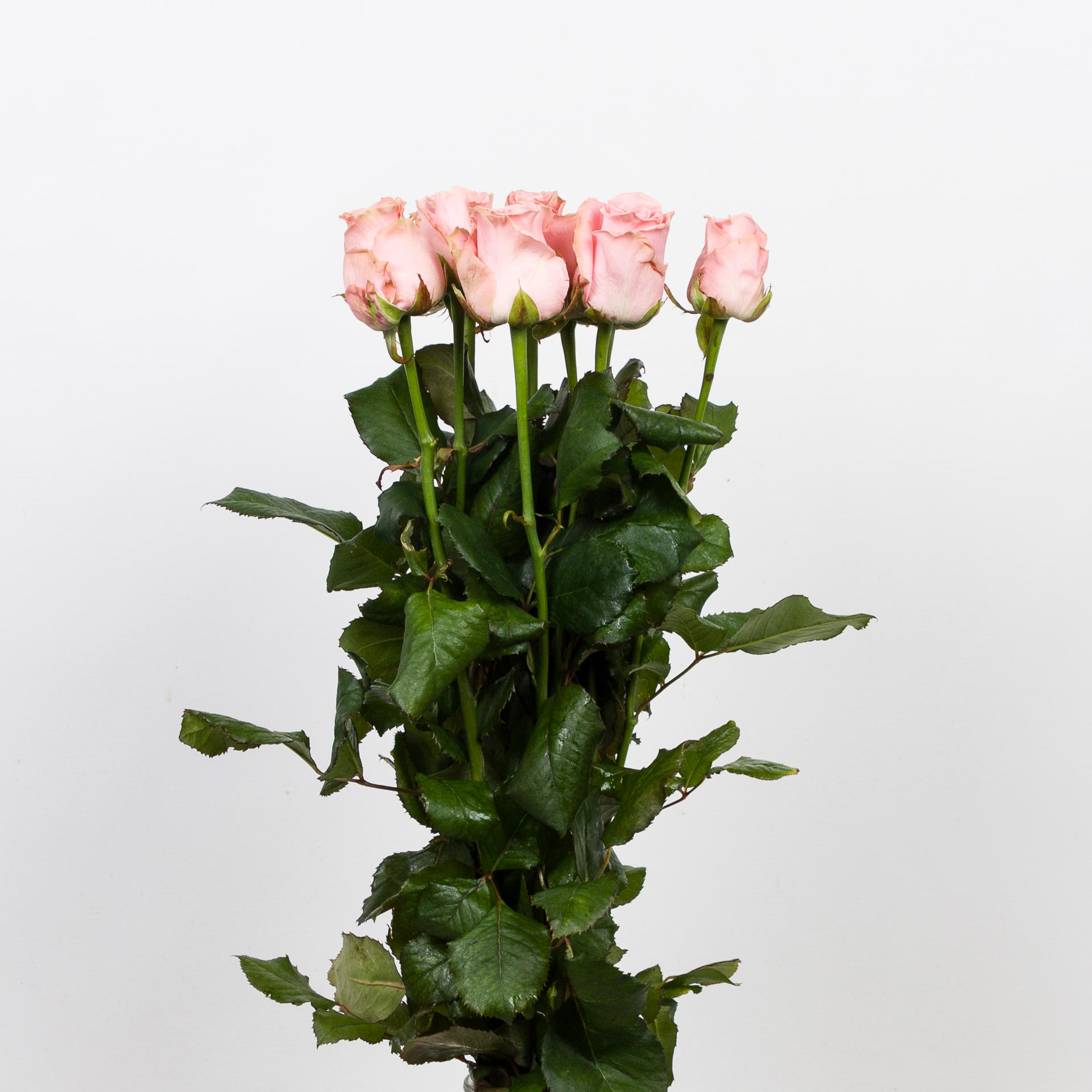 10x Rosa sophia loren 40cm