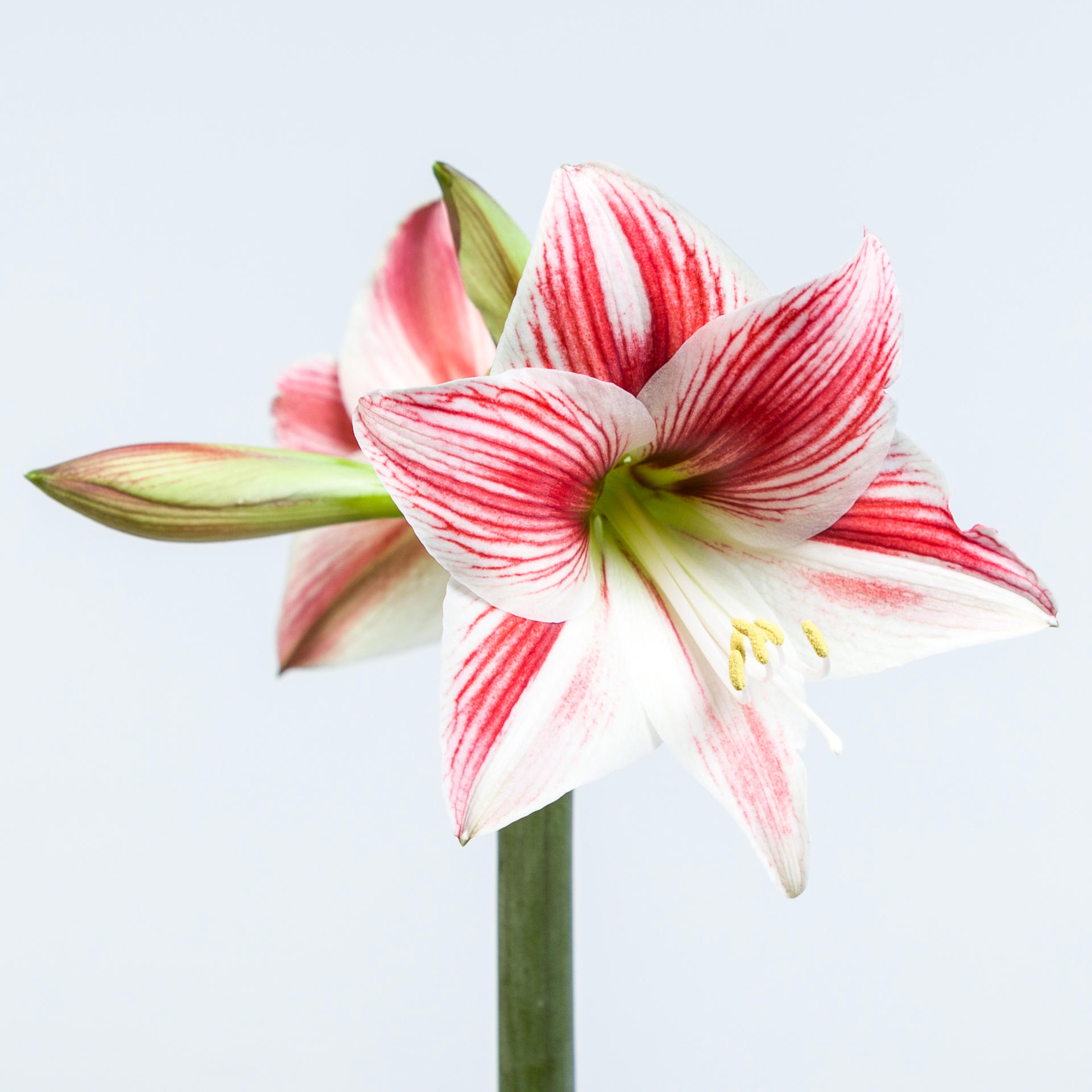 20x Hipp.twinkle star 60cm