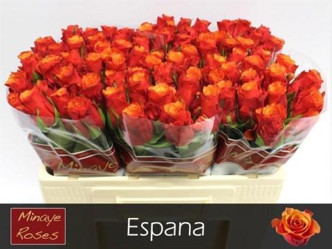 20x Rosa espana 50cm