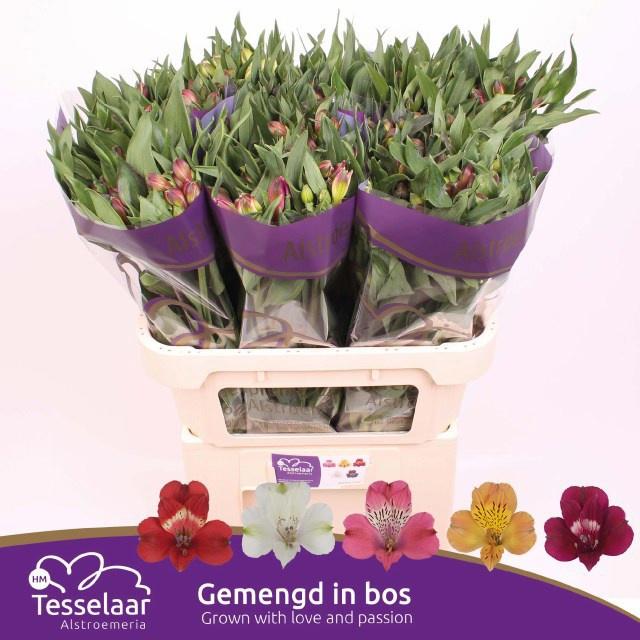 10x Alstroemeria mix/bos 70cm