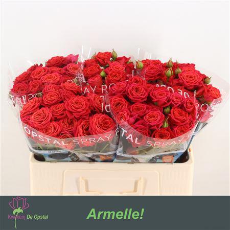 10x Rosa armelle! 50cm