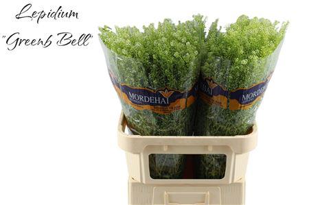 25x Lepid.green bell 80cm