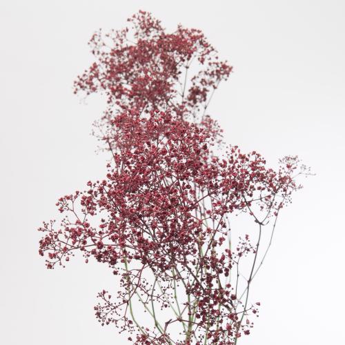 25x Gipskruid m.stars bordeaux 80cm