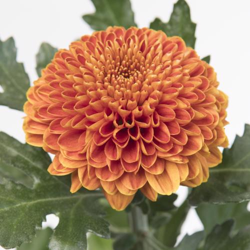 10x Chrysant paladov dark 80cm