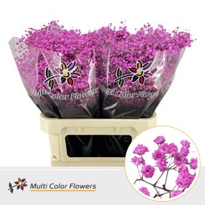 25x Gipskruid xlence rose lady 80cm