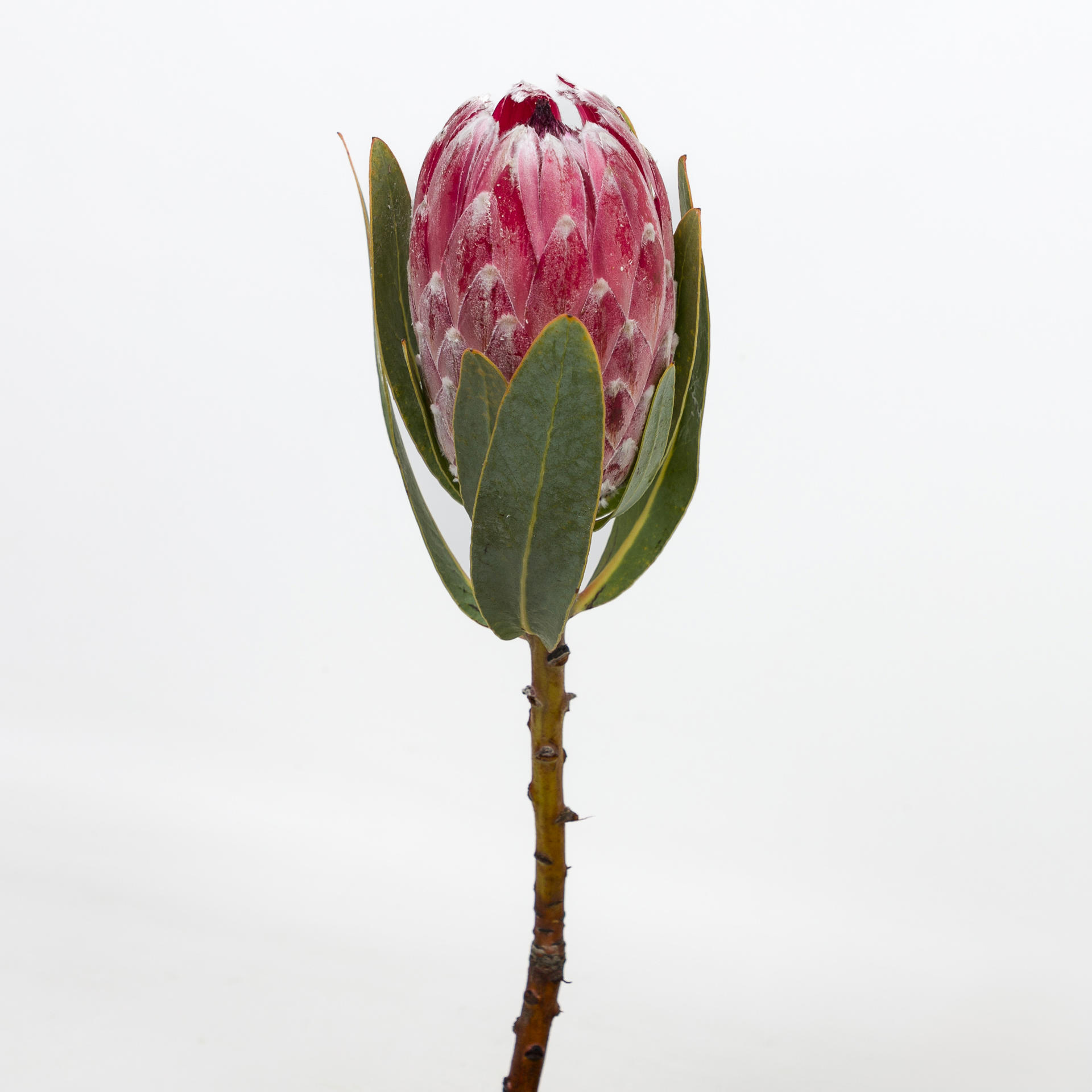 5x Prot.compacta pink lady 40cm