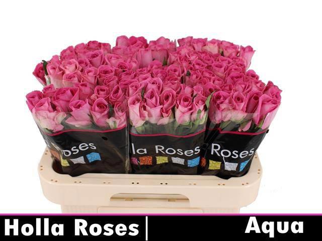 10x Rosa aqua! 60cm
