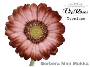 40x Germ.(v) mokka 50cm